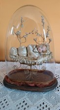 Antica teca cupola - teca,