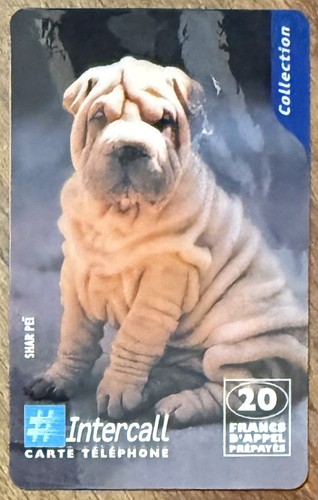 Chien dog shar - chien,