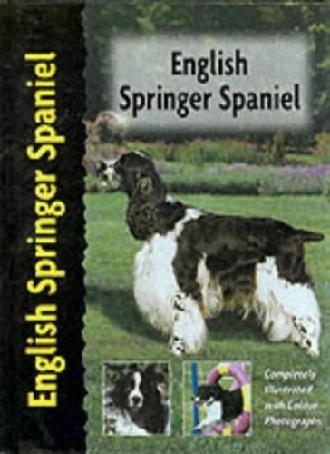 English springer spaniel - springer,