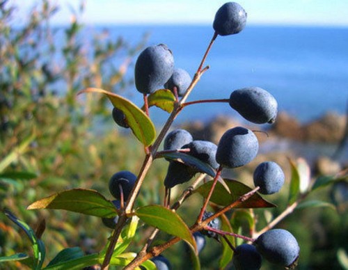 Bacche mirto nero di - 10,