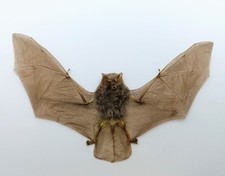 Taxidermy, Cabinet De