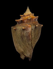 Conchiglia Shell STROMBUS