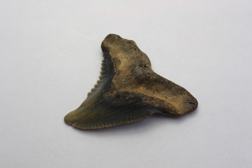 Fossile squalo tigre - di,