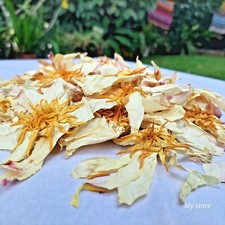 Fiore di Loto Bianco Nymphaea Ampla Giglio Acqua Bianco Bio Fiori Secchi Naturali