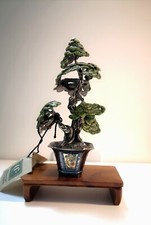Pino bianco giapponese - Bonsai-Etruria arte in argento 