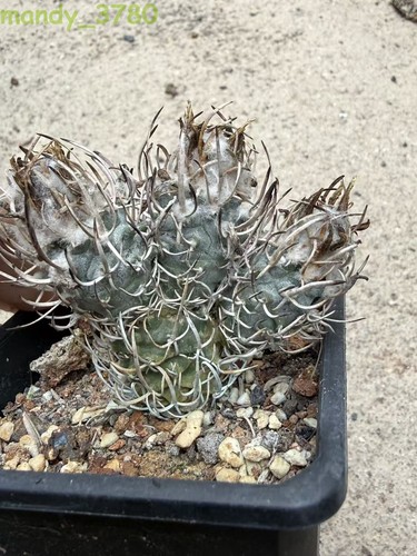 Vecchio turbinicarpus - vecchio,