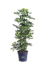 pianta di Schefflera