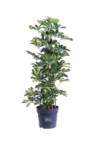 Pianta schefflera - di,