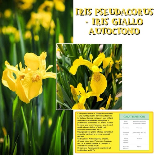 Rizoma iris pseudacorus - iris,