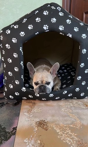 Una casa per - cani, e