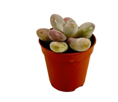 Echeveria oltre pachyphytum - echeveria,