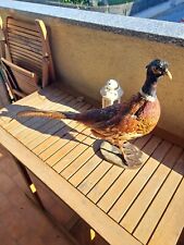 Fagiano Imbalsamato , Trofeo di Caccia