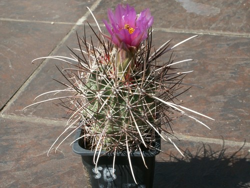 Sclerocactus parviflorus - , sb