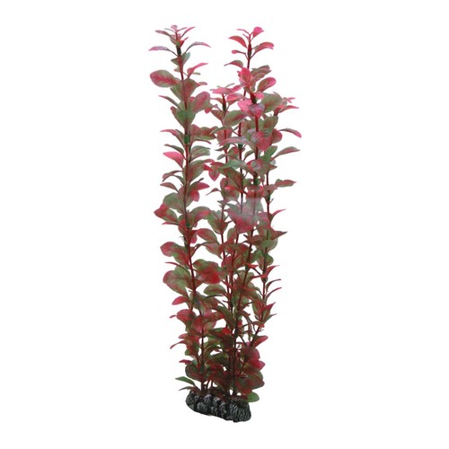 Hobby ludwigia - ludwigia, 34