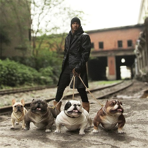 Jxk american bully pitbull - jxk,