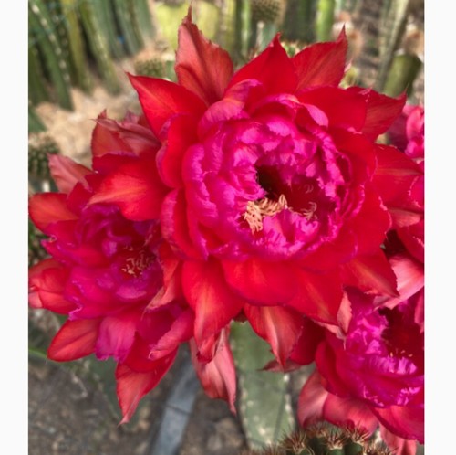 Pianta succulenta cactus - di,