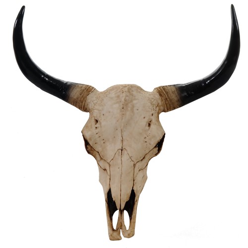 Teschio decorativo toro - decorativo, 64