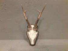   Trofeo Originale Corna Di Capriolo Con Scudo In Legno 