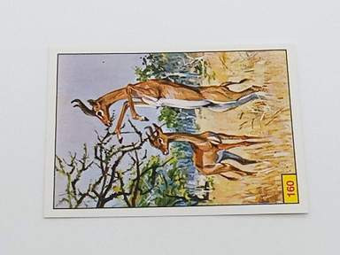 Mammiferi 160 panini - mammiferi,