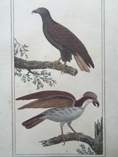 Buffon/Vauthier Incisione