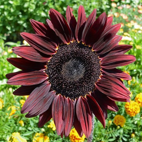 Girasole cioccolato ciliegia - girasole,