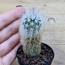 Echinocereus viridiflorus v