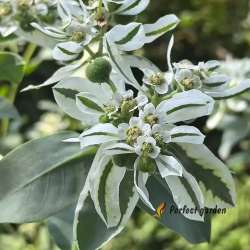 100 semi euphorbia marginata - euphorbia,