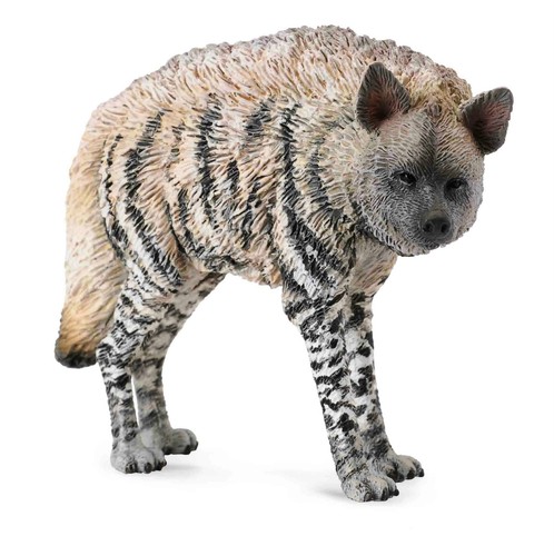 Animali animals collecta - animals,