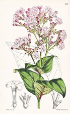 Rondeletia Backhousii Centro