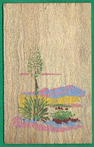 Yucca wood cactus - yucca, (brevifolia)