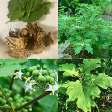 Foglie di Bacche di Tacchino