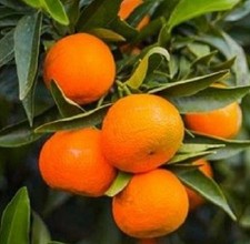 Albero di Clementine