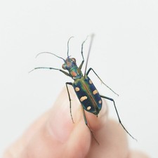 VERO scarabeo tigre macchia