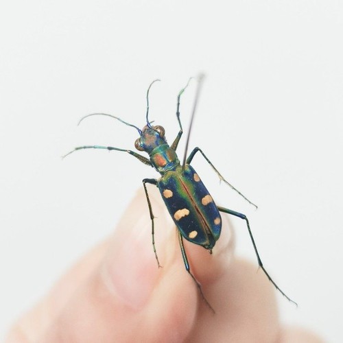 Vero scarabeo tigre macchia - vero,