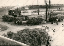 1955 GORIZIA Carri di fieno