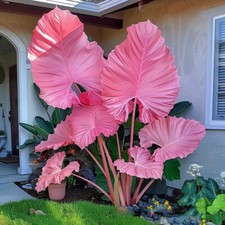 Fiore di Caladio 100 Semi