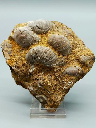 Conchiglie fossili natura