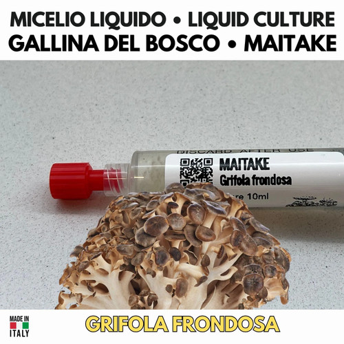 Maitake micelio vivo 10ml - maitake,