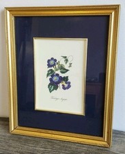 Litografia thunbergia crisopi - litografia,