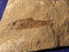 PESCE FOSSILE  DAPALIS