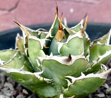 Agave titanota COMPATTA e spine grandi NO variegate variegated gasteria 10B