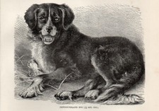 Stampa antica 1894 cane - stampa,