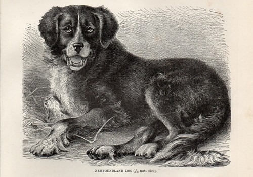 Piccola stampa antica 1894 - piccola,