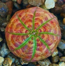 Euphorbia obesa RED ORANGE STRIATA & GREEN STAR - Pianta da baseball | Riccio di mare pl