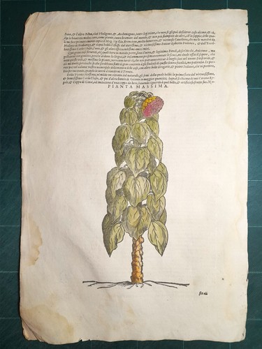 Mattioli matthioli erbario - matthioli, a