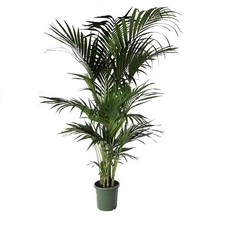 Pianta di KENTIA VERA da