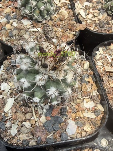 Turbinicarpus nikolae pianta - turbinicarpus,