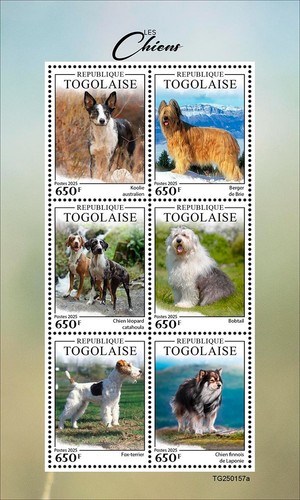 Dogs australian koolie briard - koolie,