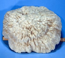 Grande corallo FUNGIA FUNGITES (Indopacifico) cm 26!  gr. 1385