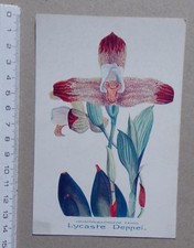 carte ORCHIDEE Lycaste Deppei - publicité pharmacie Darrasse